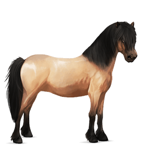 pony highlandpony falbe
