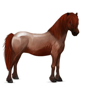 pony strawberry roan