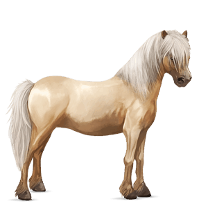 pony shetlandpony cremello