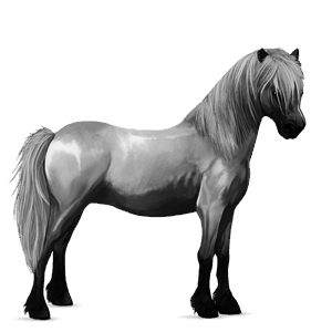pony neufundland pony hellgrau