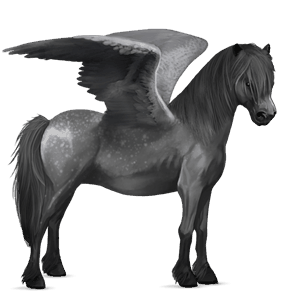 pegasus-pony shetlandpony apfelschimmel