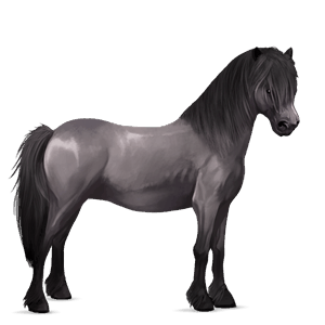 pony neufundland pony mausgrau