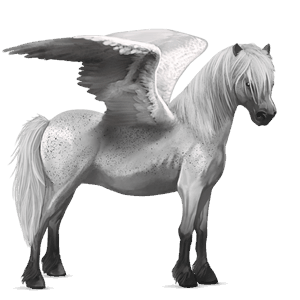 pegasus-pony highlandpony mausgrau