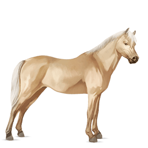 reitpferd palomino