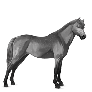 pony connemara-pony apfelschimmel