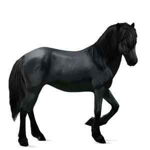 reitpferd brumby dunkelfuchs