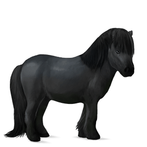pony dunkelbrauner