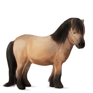 pony shetlandpony brauner