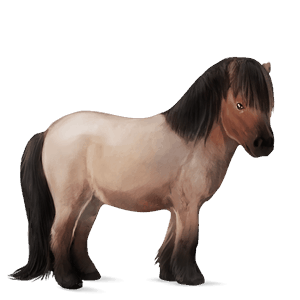 pony shetlandpony cremello