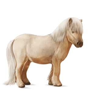 pony cremello