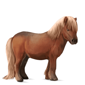 pony connemara-pony hellgrau