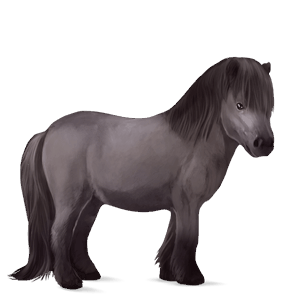 pony shetlandpony brauner