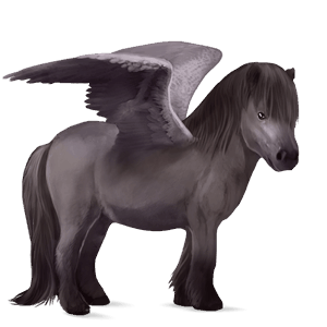 pegasus-pony shetlandpony mausgrau