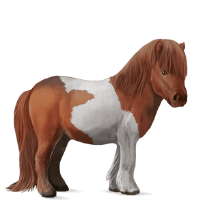 pony shetlandpony brauner mit tobiano-scheckung