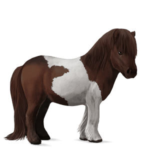 pony shetlandpony dunkelbrauner mit tobiano-scheckung