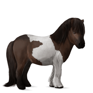 pony shetlandpony dunkelbrauner mit tobiano-scheckung