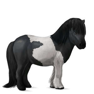 pony shetlandpony brauner
