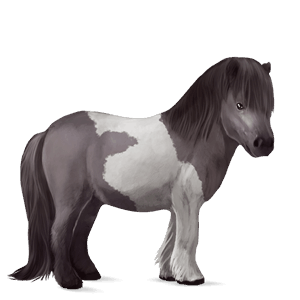 pony shetlandpony dunkelfuchs mit tobiano-scheckung