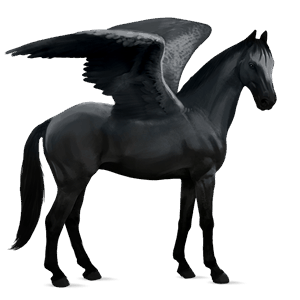 pegasus-reitpferd rappe