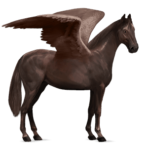 pegasus-reitpferd argentinischer criollo dunkelbrauner