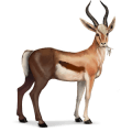 wildpferd gazelle