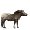 reitpferd camargue-pferd hellgrau