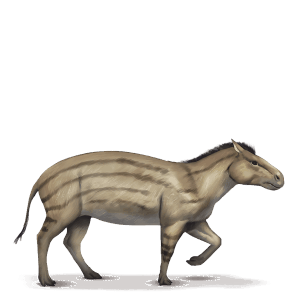 urpferd hyracotherium