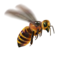 compagnon-abeille_v1713961018.png