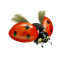 compagnon-coccinelle_v1713961018.png