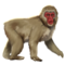 compagnon-singe-neige_v1713961018.png